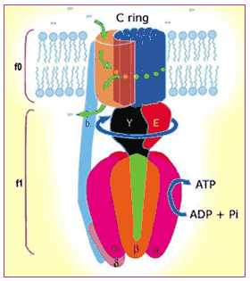  F0/F1 ATP synthase 