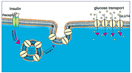  Glucose Metabolism 