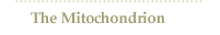 The Mitochondrion