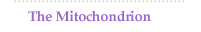 The Mitochondrion