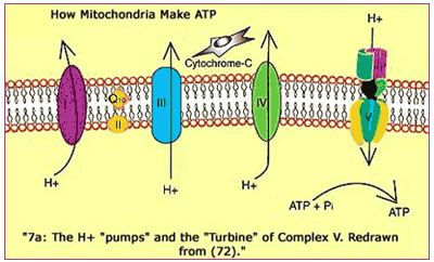  How Mitochondria Make ATP 