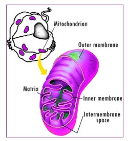  Mitochondria 