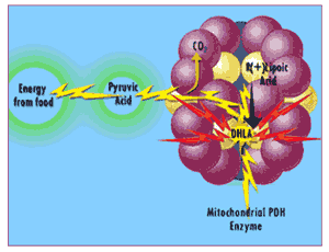  Mitochondrial PDH Enzyme 